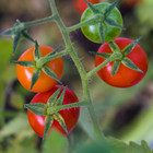 Semente de Tomate Cereja Carolina 400mg Feltrin