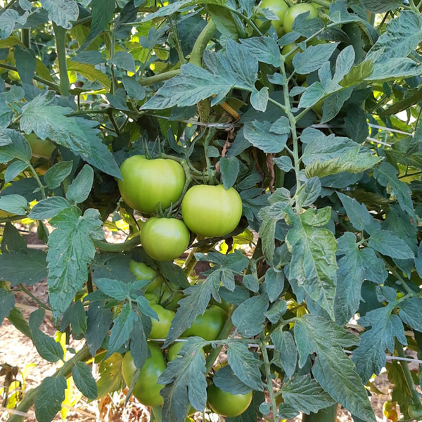 Semente de Tomate Santa Clara 400mg Feltrin