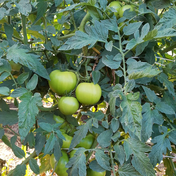 Semente de Tomate Santa Clara 5.800 2g Feltrin