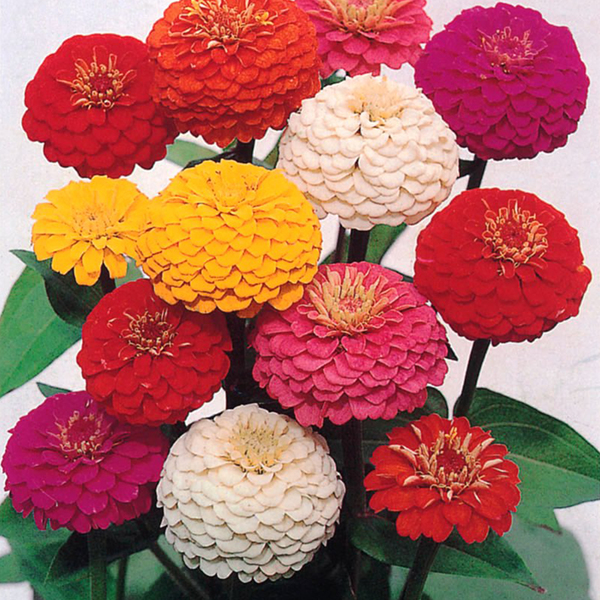 Semente de Zinia Lilliput Pom-Pom 290mg Feltrin