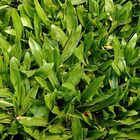 Semente Grama São Carlos (folha Larga) 500g Isla