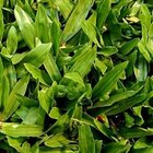 Semente Grama São Carlos Folha Larga (100g) Isla