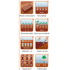 Semente Manjericão/Alfavaca Basilicão Vermelho Isla Sementes