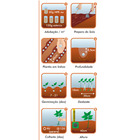 Semente Melissa/Erva Cidreira Isla Sementes