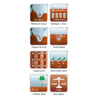 Semente Moranga de Mesa (Exposição) Isla Sementes