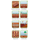 Semente Morango Ornamental Silvestre Isla Sementes