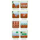 Semente Pepino Caipira Isla Sementes