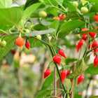 Semente Pimenta Biquinho (vermelha) Topseed