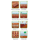 Semente Pimenta de Cayenne Isla Sementes