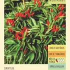 Semente Pimenta Etna Ornamental 100mg