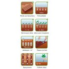 Semente Pimentão Casca Dura Ikeda Isla Sementes