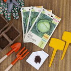 Semente Repolho Chato de Quintal Isla Sementes