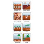 Semente Rúcula Antonella (Cultivada) Isla Sementes