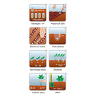 Semente Salsa Lisa Isla Sementes