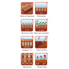 Semente Tithonia Girassol Mexicano Isla Sementes