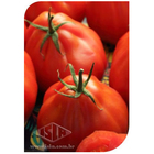 Semente Tomate Coração de Boi Isla Sementes