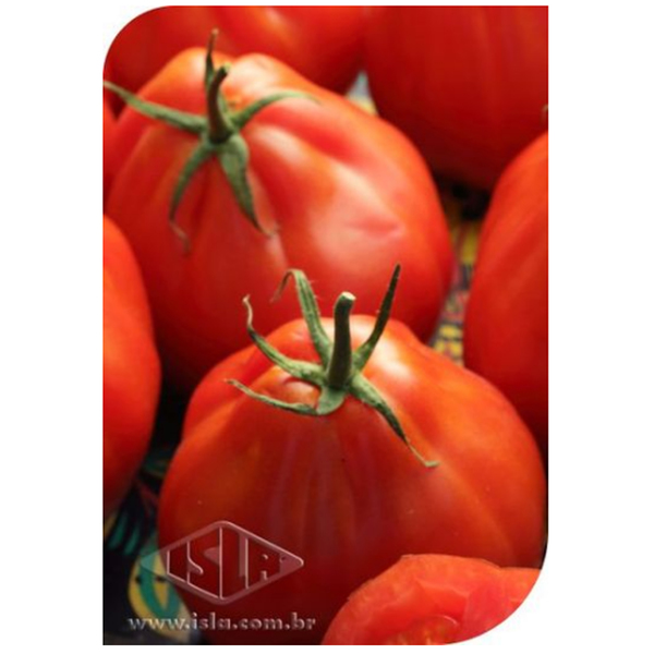 Semente Tomate Coração de Boi Isla Sementes