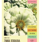 Semente Zinnia Dahliaflora Branca Gigante Da Califórnia Isla