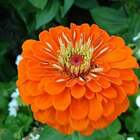 Semente Zinnia Dahliaflora Laranja Gigante Califórnia Isla