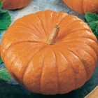 Sementes Abóbora Moranga Topseed