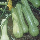 Sementes Abobrinha Menina Brasileira Topseed