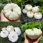 Sementes Abobrinha Suspiro Super (3g) Isla