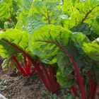 Sementes Acelga (afrodite) Isla