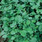 Sementes Agrião Da Terra Topseed