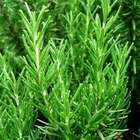 Sementes Alecrim (rosmarinho) Topseed