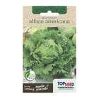 Sementes Alface Americana (grandes Lagos) Topseed