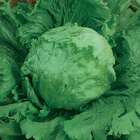 Sementes Alface Americana (grandes Lagos) Topseed