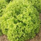 Sementes Alface Crespa (verão) Topseed