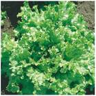 Sementes Alface Crespa Grand Rapids Tbr (50g) Isla