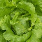 Sementes Alface Delicia Americana  Isla