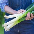 Sementes Alho Porro (gigante) Topseed