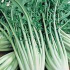 Sementes Almeirão Catalonha Topseed