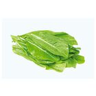 Sementes Almeirão Folhas Amarelas [radiche] Feltrin