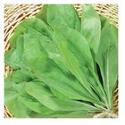 Sementes Almeirão Folhas Amarelas [radiche] Feltrin