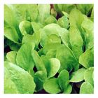 Sementes Almeirão Folhas Amarelas [radiche] Feltrin