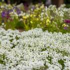 Sementes Alyssum Tapete De Neve (odorant) Topseed