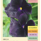 Sementes Amor-perfeito Eclipse  Isla