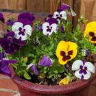 Sementes Amor-perfeito Gigante Suíço (sortido) Super Isla