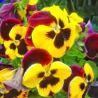 Sementes Amor-perfeito Gigante Suíço (sortido) Super Isla