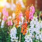 Sementes Antirrhinum Boca-de-leão Anã (sortida) Super Isla