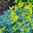 Sementes Arruda (rue/ruta) Topseed