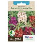 Sementes Balsamina Camélia (sortida) Topseed