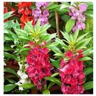 Sementes Balsamina Camélia (sortida) Topseed