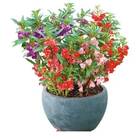 Sementes Balsamina Camélia (sortida) Topseed