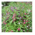 Sementes Balsamina Camélia (sortida) Topseed