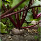 Sementes Beterraba Early Wonder (tall Top) Topseed